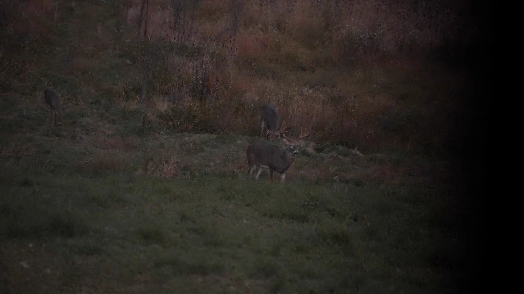 A buck working through a field at last light.